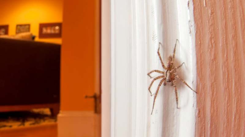 Mos gaboni t’i mbytni merimangat në shtëpi