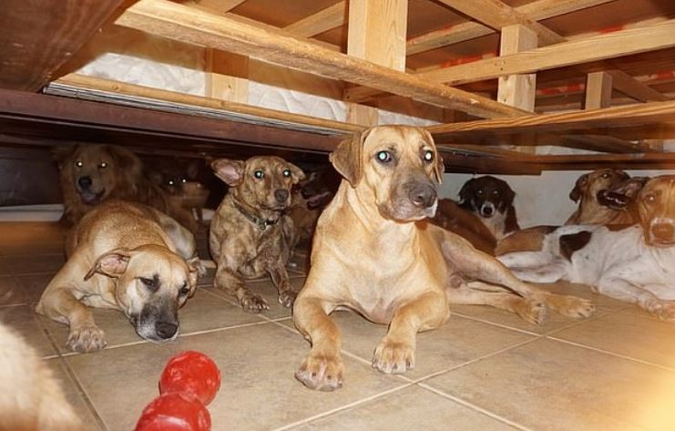 Gruaja strehon rreth 100 qen endacakë, i shpëton nga uragani