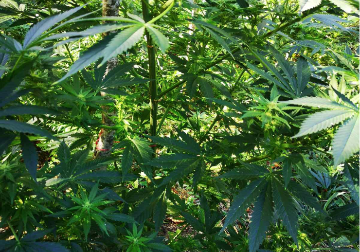 Policia në Koshare gjen dhe shkatërron katër mijë e pesëdhjetë bimë narkotike