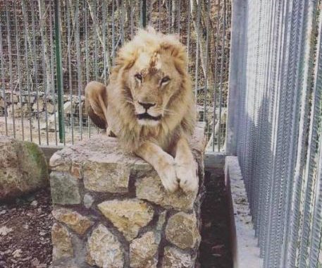 OJQ-të reagojnë për luanin që po mbahet në kushte të rënda në Gjilan