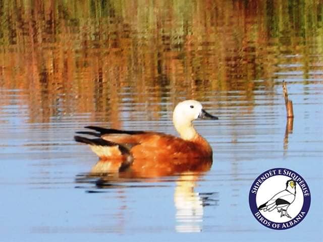 Zbulohet një lloj i ri shpendi në zonën Vjosë-Nartë