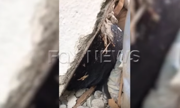 Pamje të rënda: Gruas i duken flokët nën rrënoja, dyshohet se ka vdekur