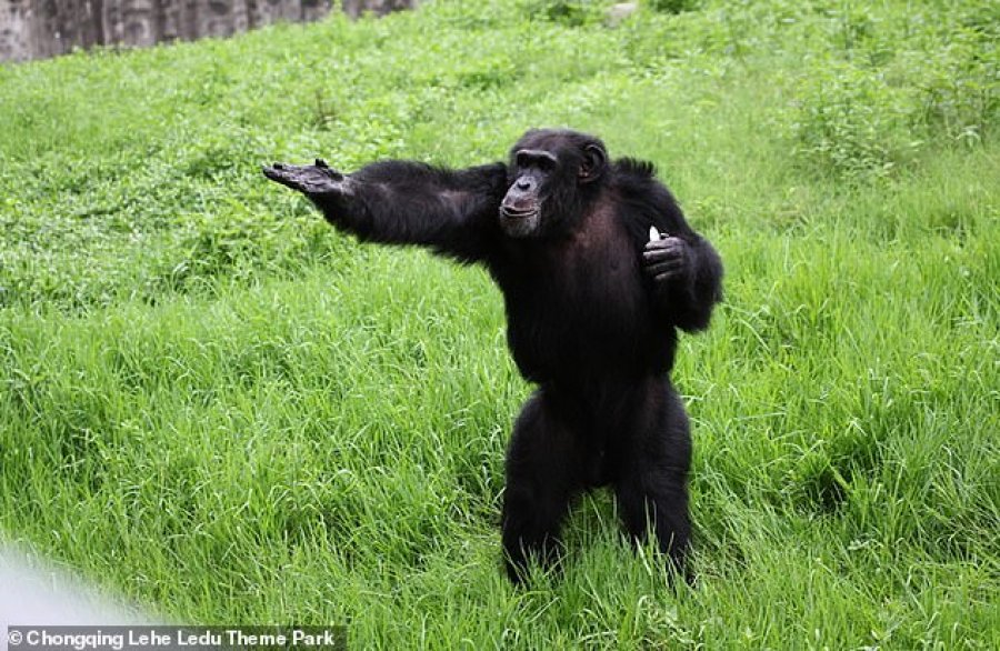 Shimpanzeja i habit të gjithë, lan rroba me dorë