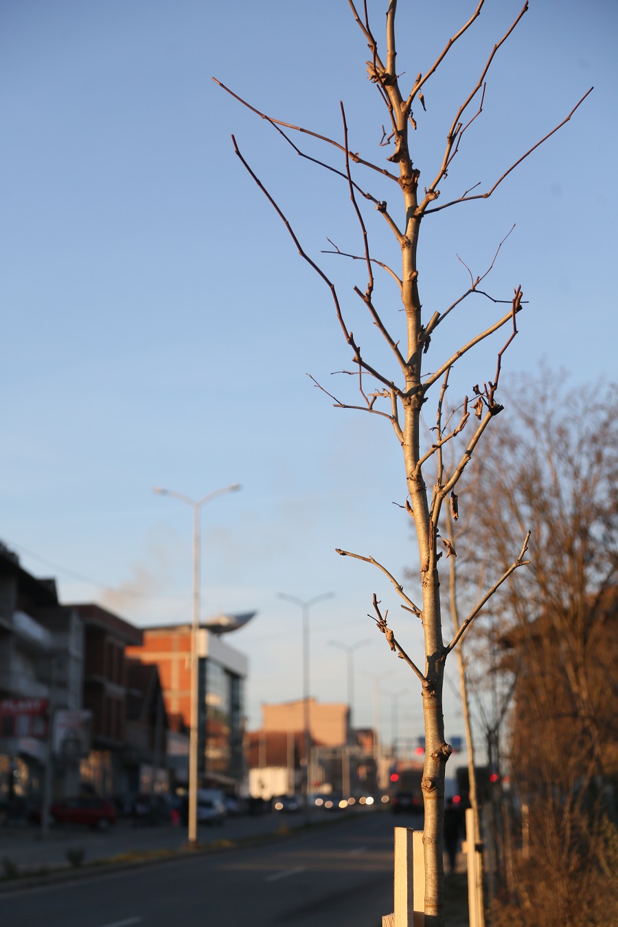 ​Në Skenderaj mbillen 755 fidanë në hapësira publike