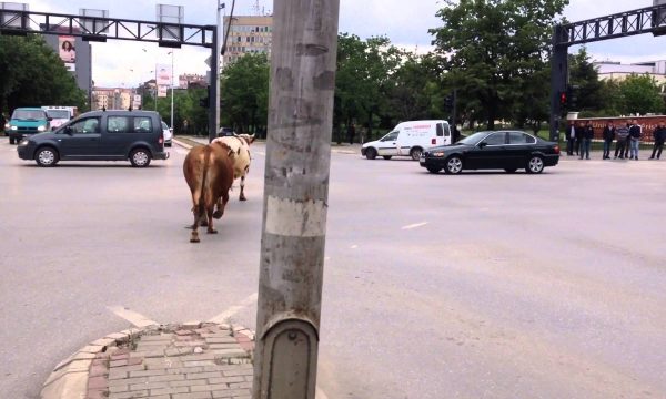 Kur lopët ‘shëtisin’ në mes të Prishtinës