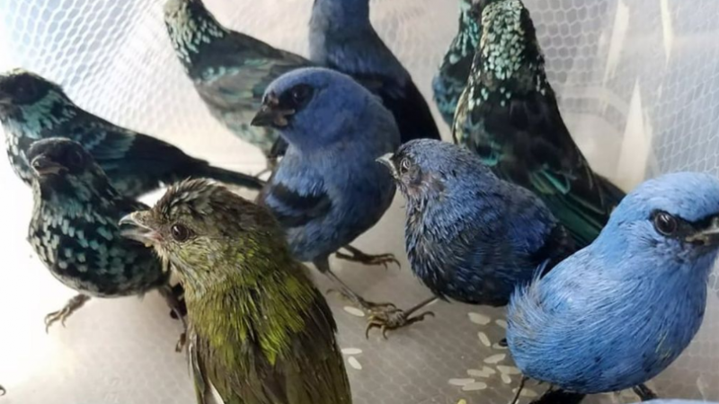 E pazakontë: Burri kapet duke kontrabanduar 20 zogj në valixhe