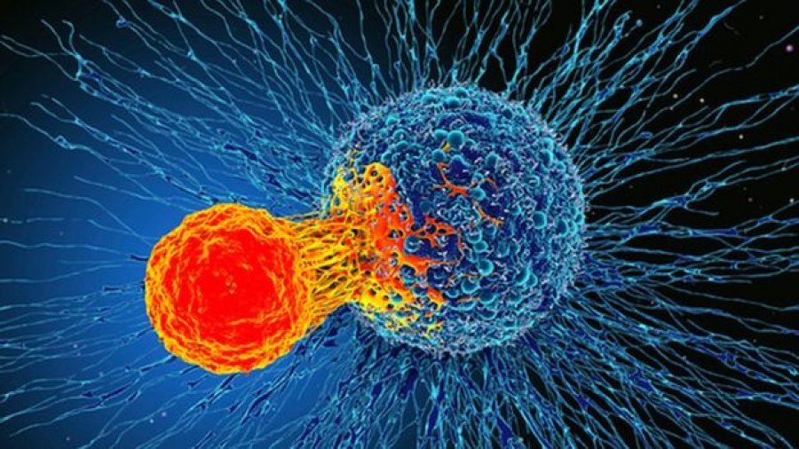 Zbulimi i ri në sistemin imunitar “mund të trajtojë të gjitha kanceret”