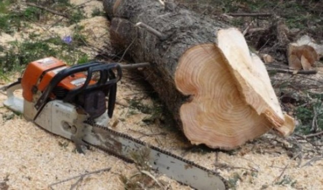 Gjilanasi prenë pyllin pa leje, policia i konfiskon drunjtë