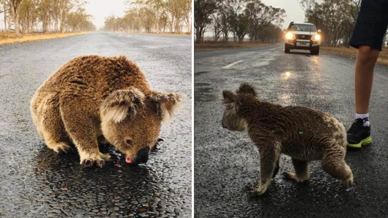 Pamje të dhimbshme, koala e etur në Australi duke pirë ujë