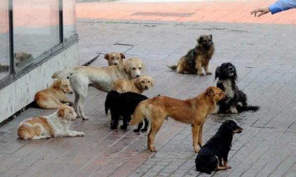 Momenti kur qentë tentojnë ta “shqyejnë” një vajzë në Pejë