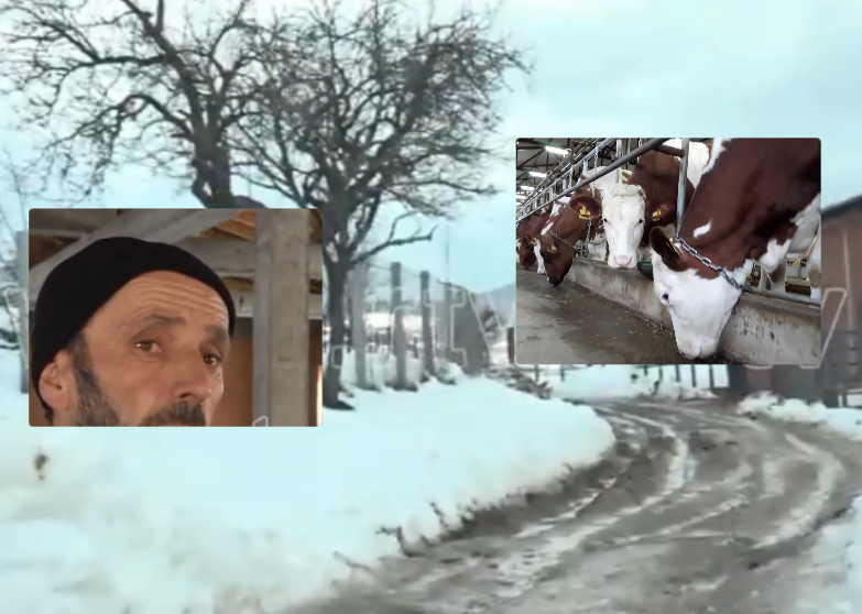 Ferma e lopëve në fshatin pa banorë në Kamenicë, profesori punon edhe blegtor