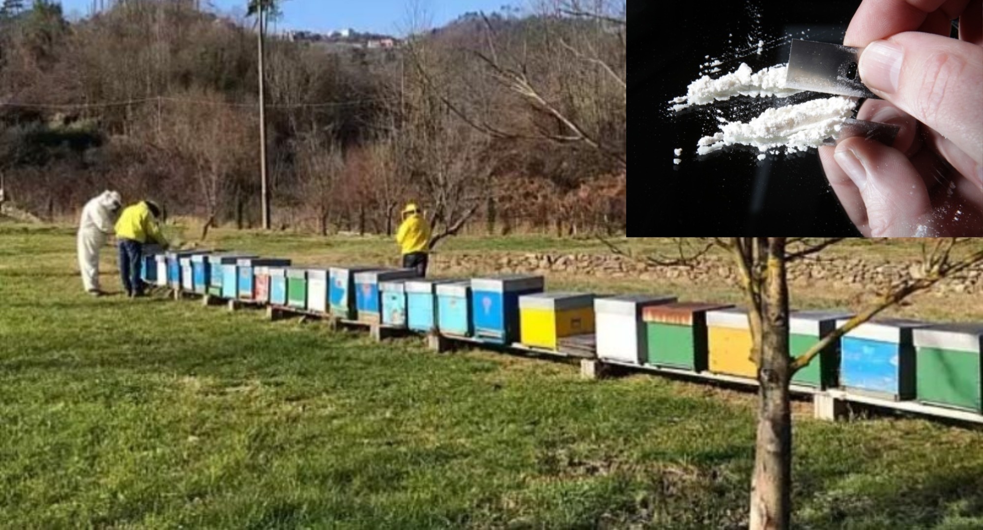 Mbaheshin si bletërritës, por fshihnin “mjaltin e bardhë”, arrestohen katër shqiptarët