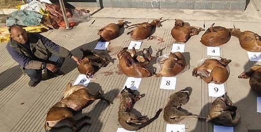 Koronavirusi; Kina do ndalojë konsumin e kafshëve të egra, si origjinë e dyshuar e epidemisë