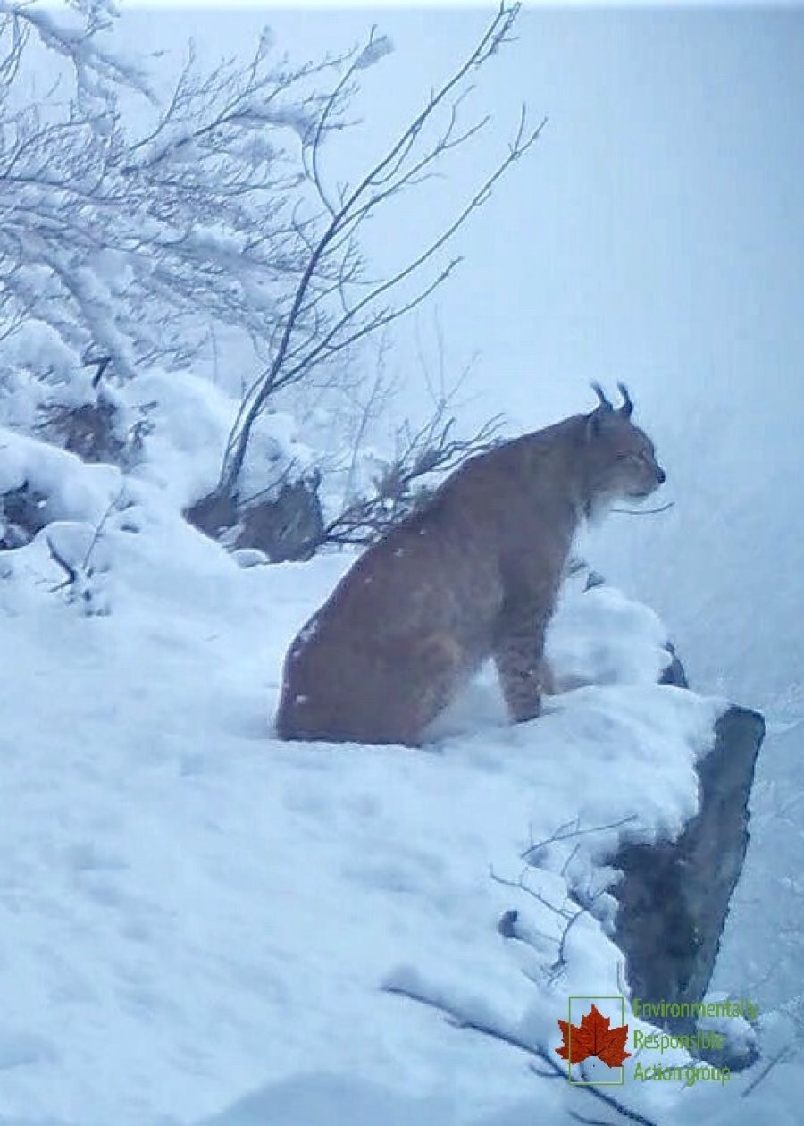 Kapen pamjet e rrëqebullit në Bjeshkët e Nemuna