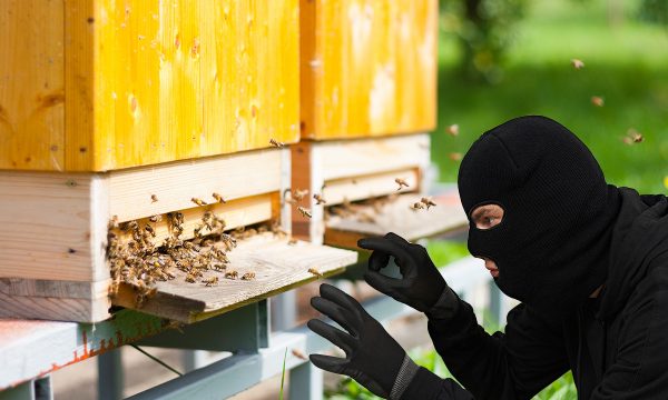 Vidhen 60 koshere bletë në Leposaviq