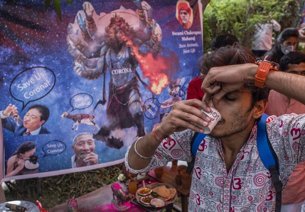 Koronavirusi: Grupet Hindu luftojnë sëmundjen me festën e urinës së lopës