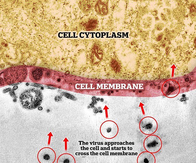 Shihni momentin kur virusi sulmon qelizën e shëndetshme