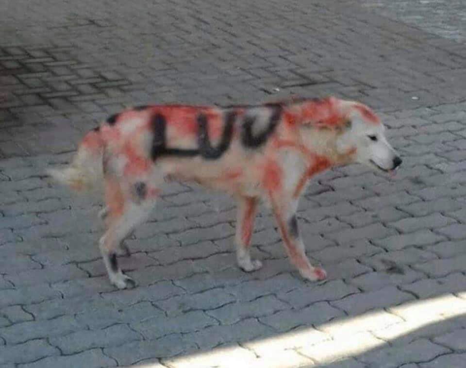 Keqtrajtohet një qen në Prishtinë, i shkruhet LVV në trup