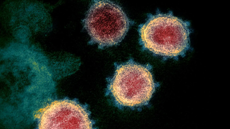 Pamje nga momenti kur koronavirusi infekton qelizën e shëndoshë
