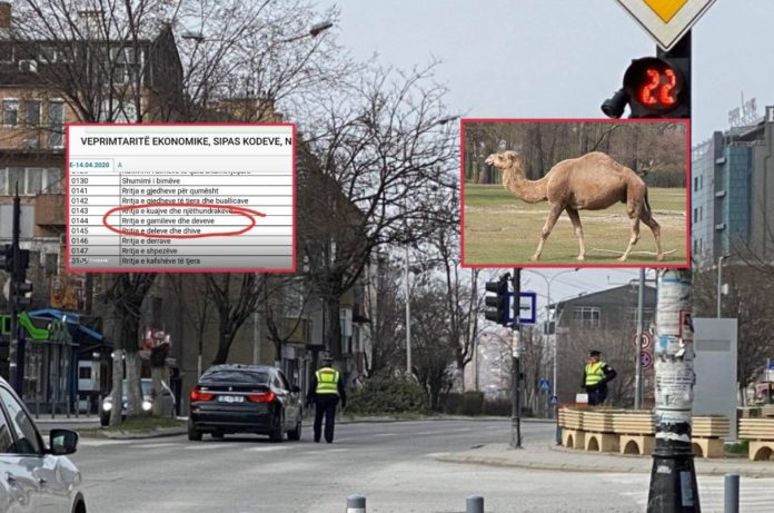 Gabimet e orarit të lirisë së lëvizjes: Ata që rrisin deve e kultivojnë fruta tropikale mund të dalin
