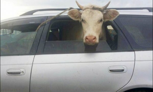 Ndodh edhe kjo, hajnat e futin lopën në veturë
