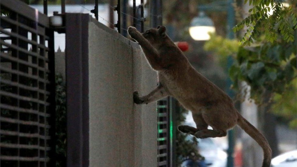 Kafshët e egra shihen rrugëve të qyteteve