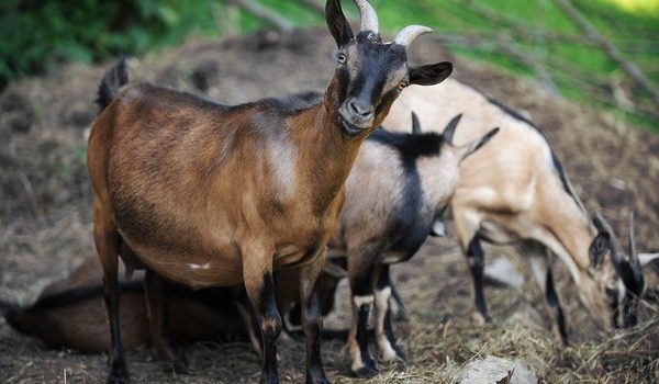 Papritur i ngordhin tri dhi, gjilanasi raporton rastin në polici