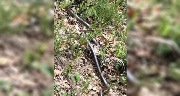 Shfaqet një gjarpër gjigant në parkun e Gërmisë