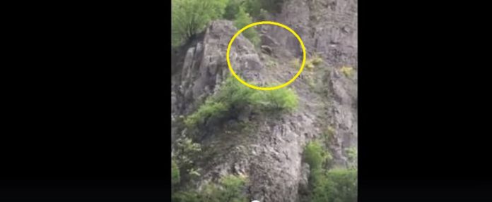 Arusha që tmerroi të gjithë: Shfaqet përsëri në Prizren por jo e vetme