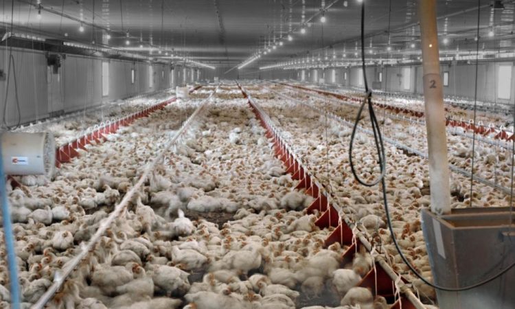 “Virusi apokaliptik nga pulat që mund të vrasë gjysmën e popullsisë së botës”