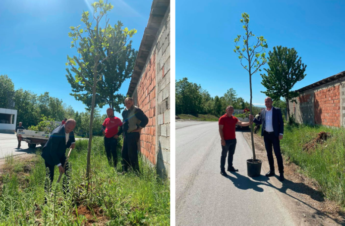 Mbjellen 10 mijë drunj në Rahovec