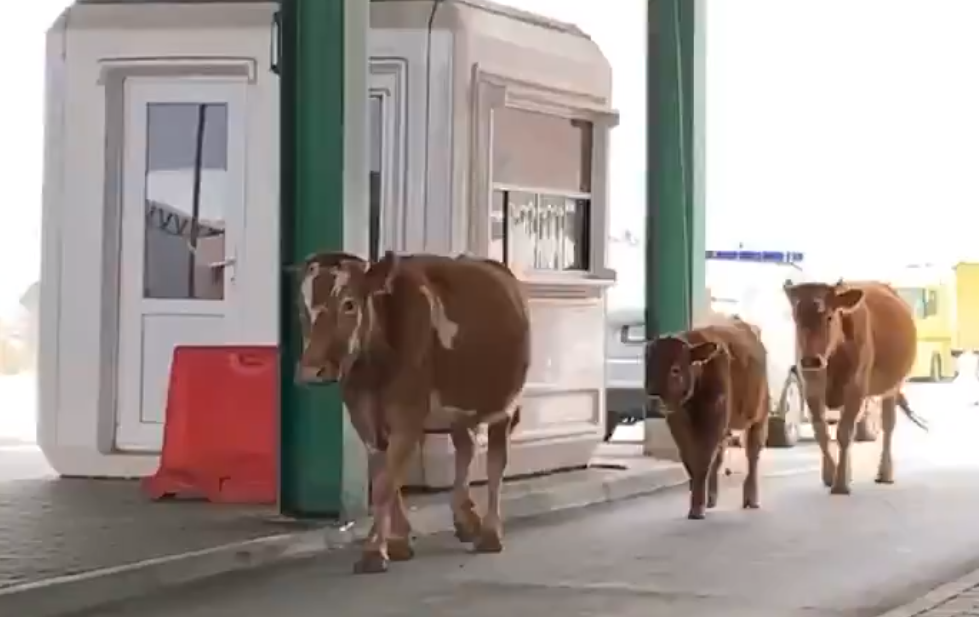 Lopët kalojnë kufirin mes Kosovës e Shqipërisë