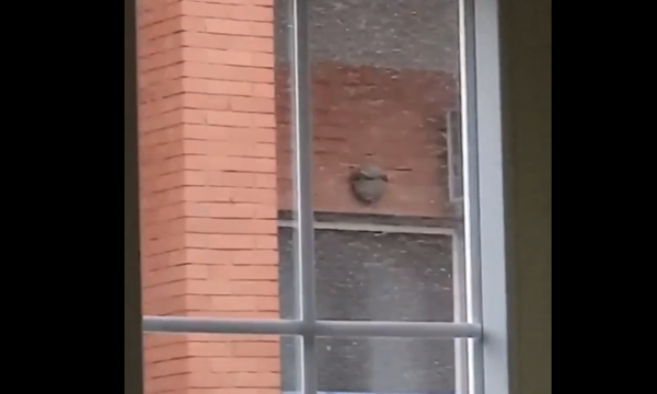 Çfarë janë këto insekte që e kanë pushtuar Prishtinën?