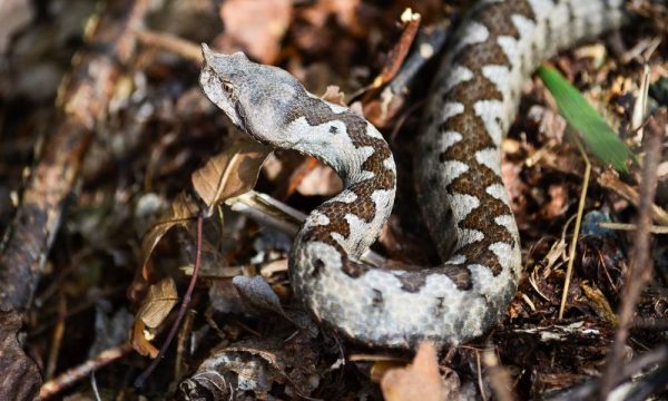 Gjarpërinjë shumë të rrezikshëm në Gërmi, kërkohet kujdes nga vizitorët e parkut