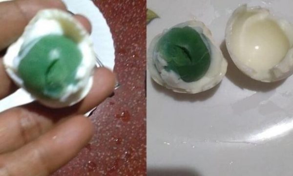 Misteri i pulës që bën vezë jeshile