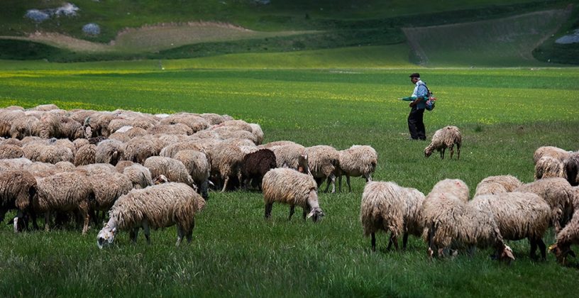 30 dele në Vushtrri ngordhën nga virusi Gjuha e kaltër