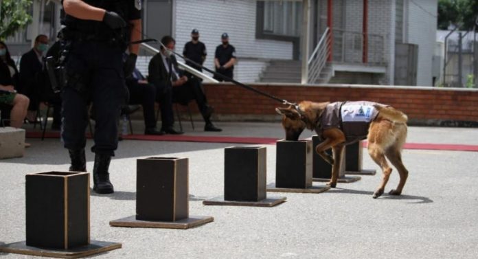Policia e Kosovës pranon pesë qen nga UNDP, të trajnuar për të zbuluar armë të teknologjisë së re