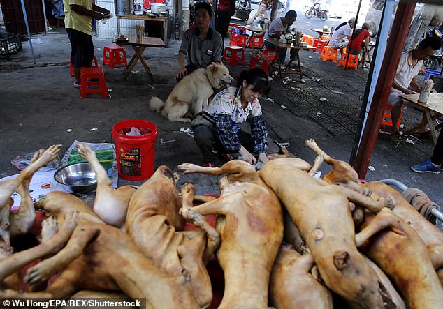 As koronavirusi nuk i ndal kinezët, vazhdojë t’i shesin qentë e pjekur