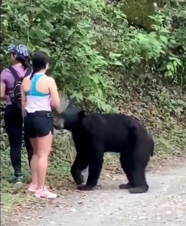 Ariu iu afrohet turistëve, gruaja nuk heziton për të bërë një “selfie”