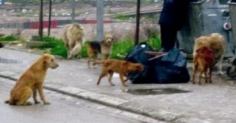 E tmerrshme: Vushtrriasi dhunon seksualisht qenin