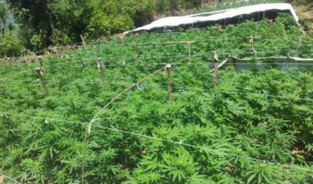 ​Kultivonte bimë narkotike në serë, arrestohet mitrovicasi