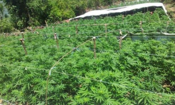 960 bimë kanabis sativa, AK-47, telefona dhe para të gatshmë – çfarë u gjet dje në Perqevë të Klinës