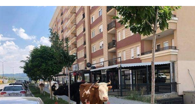 Lopët bëjnë paradë tek rruga C në Prishtinë