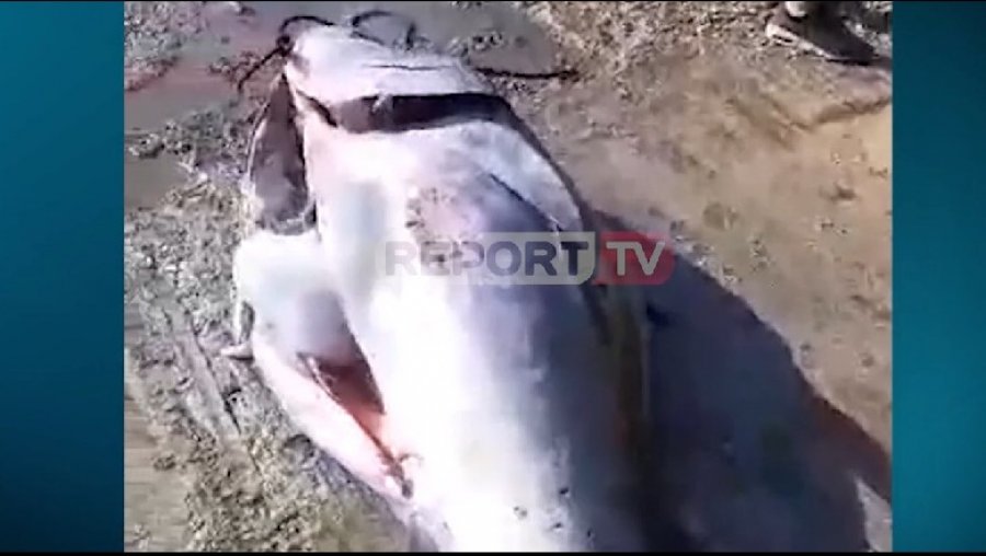 Peshkatarët kapin me grep në Vlorë peshkun 350 kg