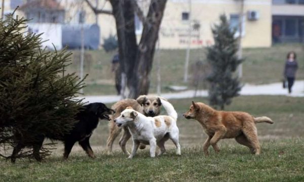 Ferizaj: Djaloshi që po sulmohej nga qentë shpëtohet mrekullisht nga një banor afër