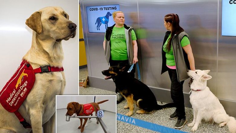 Aeroporti i Helsinkit po përdor qentë “për të nuhatur” koronavirusin