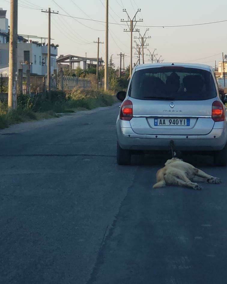 Pamje shqetësuese nga Shqipëria: Tërhiqte qenin zvarrë me makinë!