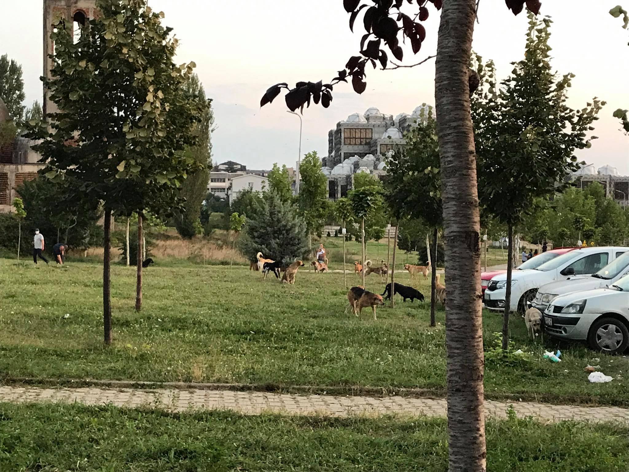 Qentë endacak ‘vërshojnë’ kampusin universitar në Prishtinë