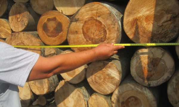 Konfiskohen 55 metra dru në Ferizaj, komuna tregon se çfarë do të bëjë me to