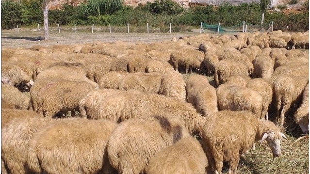 30 krerë dele ngordhin nga “gjuha e kaltër” në Kosovë
